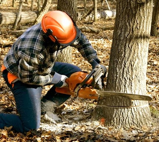 Tree Removal in Hampton Falls, NH